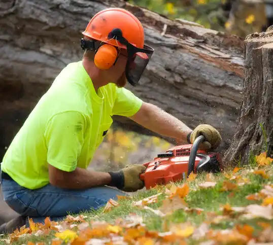 tree services Lattimore